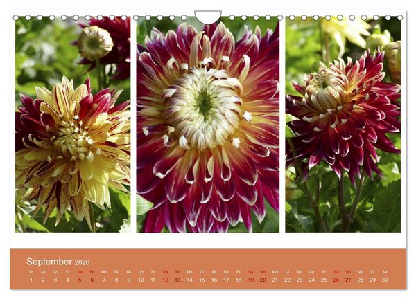 Produktbild: Dahlien-Triplets (Wandkalender 2026 DIN A4 quer), CALVENDO Monatskalender