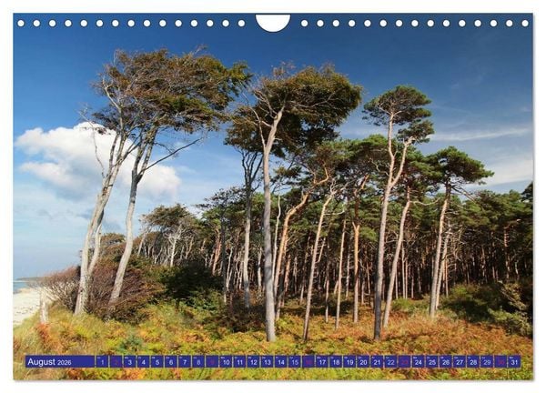 Produktbild: Weststrand Dar&szlig; (Wandkalender 2026 DIN A4 quer), CALVENDO Monatskalender