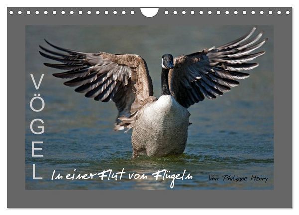 Produktbild: V&Ouml;GEL (Wandkalender 2026 DIN A4 quer), CALVENDO Monatskalender
