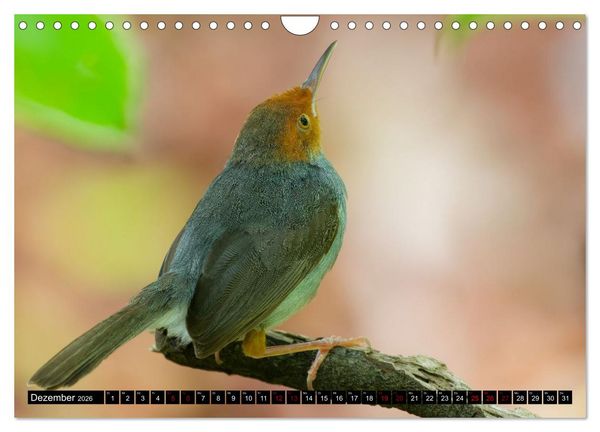 Produktbild: Singapurs Tierwelt (Wandkalender 2026 DIN A4 quer), CALVENDO Monatskalender