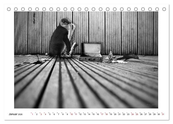 Produktbild: Pinguine privat (Tischkalender 2026 DIN A5 quer), CALVENDO Monatskalender
