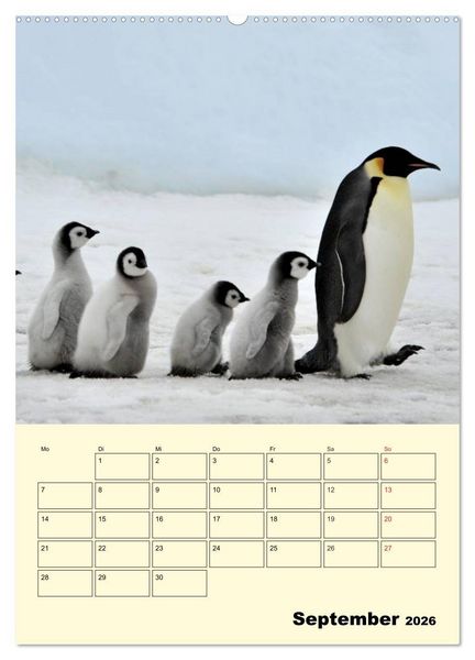 Produktbild: Pinguine. Wackeln im Thermo-Frack (hochwertiger Premium Wandkalender 2026 DIN A2 hoch), Kunstdruck in Hochglanz