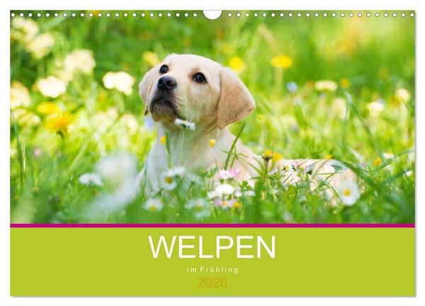 Produktbild: Welpen im Fr&uuml;hling (Wandkalender 2026 DIN A3 quer), CALVENDO Monatskalender