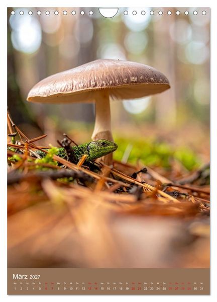 Produktbild: In die Pilze (Wandkalender 2027 DIN A4 hoch), CALVENDO Monatskalender