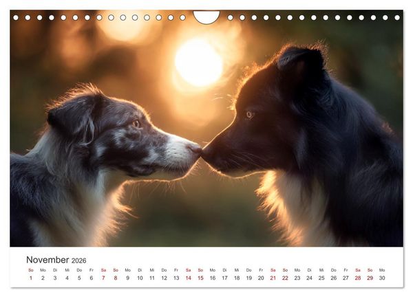 Produktbild: Sch&ouml;n, schlau, schnell! - Der Border Collie - Kalender (Wandkalender 2026 DIN A4 quer), CALVENDO Monatskalender