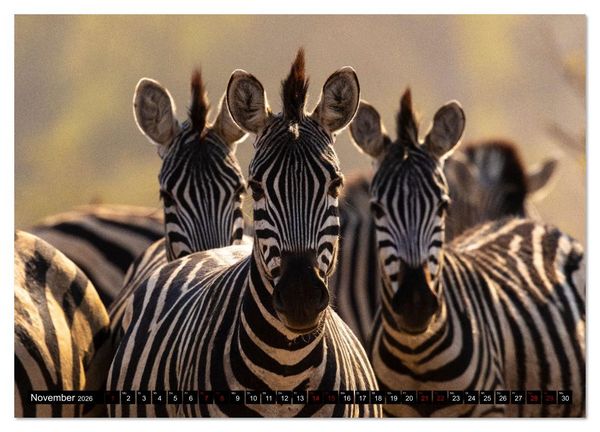 Produktbild: Komm mit auf Safari! Botswana und S&uuml;dafrika (Wandkalender 2026 DIN A3 quer), CALVENDO Monatskalender