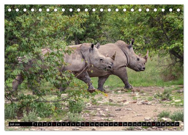 Produktbild: Afrikas Tierwelt: Nash&ouml;rner (Tischkalender 2026 DIN A5 quer), CALVENDO Monatskalender