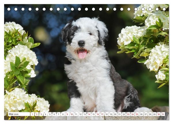 Produktbild: In der Kinderstube bei Familie Bobtail (Tischkalender 2026 DIN A5 quer), CALVENDO Monatskalender