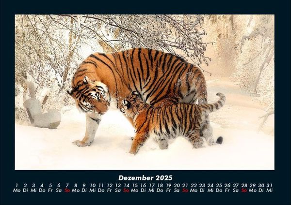 Produktbild: Tiger 2025 Fotokalender DIN A4