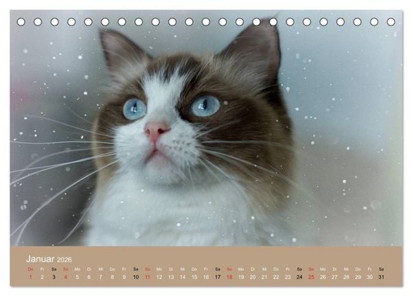 Produktbild: Verliebt in Ragdolls ... die sanfte Katzenrasse (Tischkalender 2026 DIN A5 quer), CALVENDO Monatskalender
