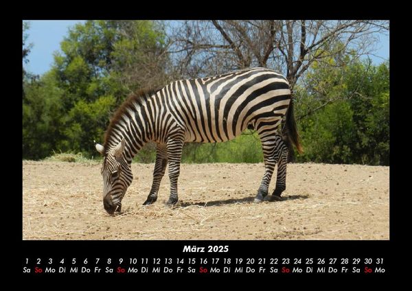 Produktbild: Zebrazauber 2025 Fotokalender DIN A3