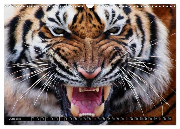 Produktbild: Big Cats &bull; Faces of the most beautiful predators (Wall Calendar 2026 DIN A3 landscape), CALVENDO 12 Month Wall Calendar