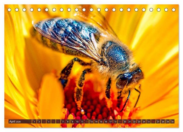 Produktbild: BIENEN - Kleine N&uuml;tzlinge ganz gro&szlig; (Tischkalender 2026 DIN A5 quer), CALVENDO Monatskalender