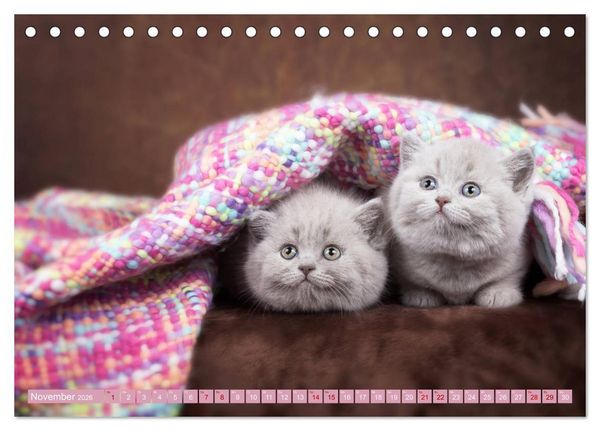 Produktbild: Kittens - Britisch Kurzhaar Katzenkinder (Tischkalender 2026 DIN A5 quer), CALVENDO Monatskalender