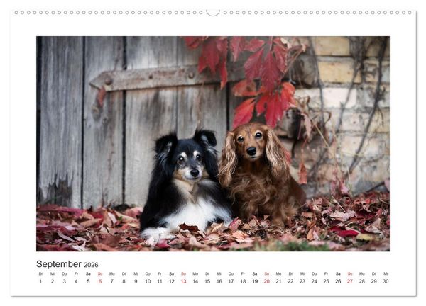 Produktbild: Herzenshunde 2026 (hochwertiger Premium Wandkalender 2026 DIN A2 quer), Kunstdruck in Hochglanz