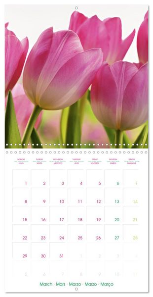 Produktbild: Tulips - Harbingers of Spring (Wall Calendar 2027 12 &times; 12 Inch) CALVENDO 12 Month Wall Calendar
