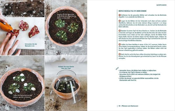 Produktbild: So einfach ist Pflanzenvermehrung. Die besten Methoden f&uuml;r 60 Nutz- und Zimmerpflanzen.
