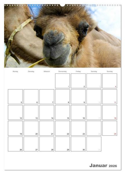 Produktbild: Kamel Portr&auml;t (hochwertiger Premium Wandkalender 2026 DIN A2 hoch), Kunstdruck in Hochglanz