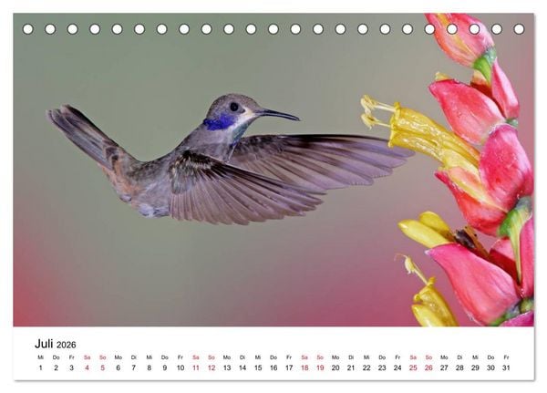 Produktbild: Kolibris - Juwelen der L&uuml;fte (Tischkalender 2026 DIN A5 quer), CALVENDO Monatskalender