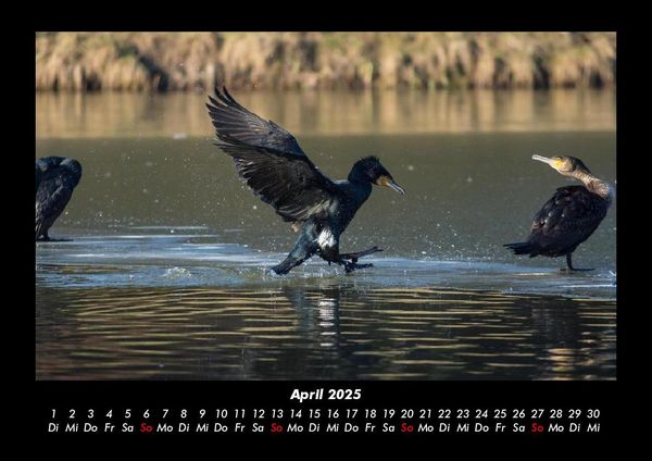 Produktbild: V&ouml;gel 2025 Fotokalender DIN A3
