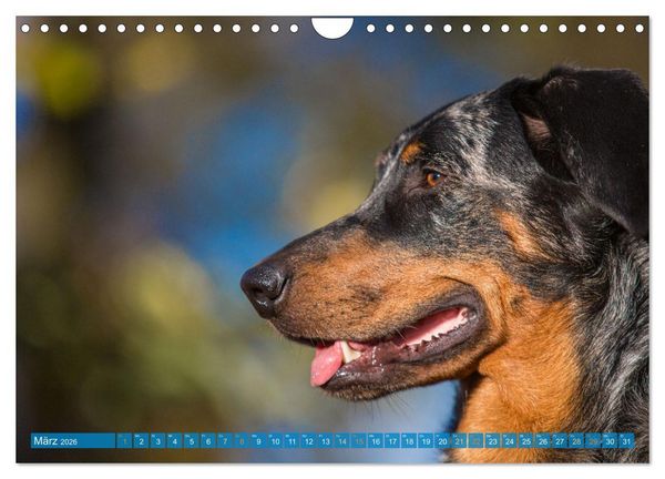 Produktbild: Der Beauceron (Wandkalender 2026 DIN A4 quer), CALVENDO Monatskalender