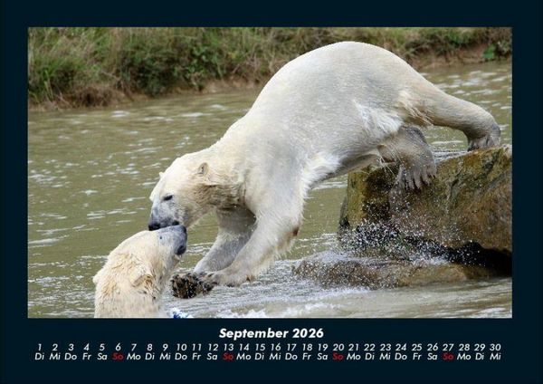 Produktbild: Pinguine & Eisb&auml;ren 2026 Fotokalender DIN A4