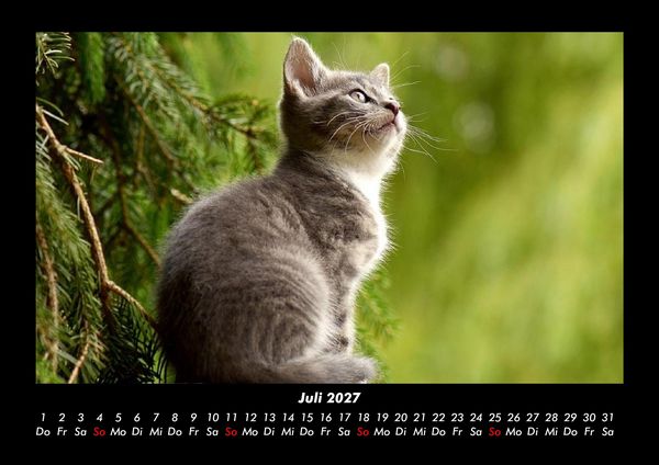 Produktbild: F&uuml;r Katzenfreunde 2027 Fotokalender DIN A3