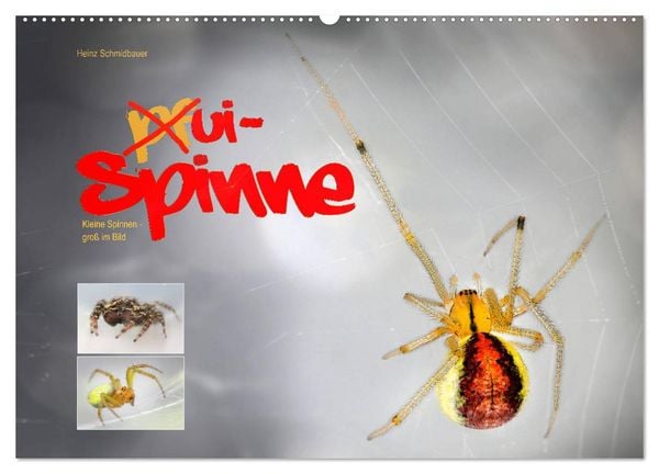 Produktbild: ui - Spinne. Kleine Spinnen - gro&szlig; im Bild (Wandkalender 2026 DIN A2 quer), CALVENDO Monatskalender