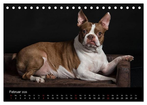 Produktbild: Colored Boston Terrier 2026 (Tischkalender 2026 DIN A5 quer), CALVENDO Monatskalender