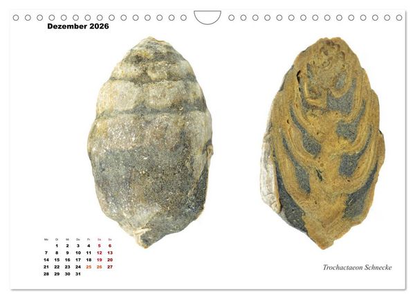 Produktbild: Fossilien - Ammoniten, Trilobiten, Erdgeschichte (Wandkalender 2026 DIN A4 quer), CALVENDO Monatskalender