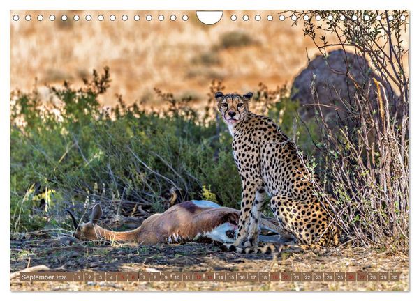 Produktbild: Afrikas Tierwelt - Geparde (Wandkalender 2026 DIN A4 quer), CALVENDO Monatskalender
