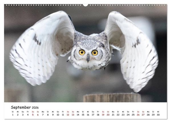 Produktbild: Eulen 2026 (Wandkalender 2026 DIN A2 quer), CALVENDO Monatskalender
