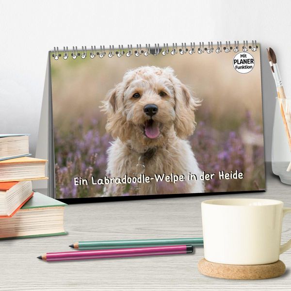 Produktbild: Ein Labradoodle-Welpe in der Heide (Tischkalender 2026 DIN A5 quer), CALVENDO Monatskalender