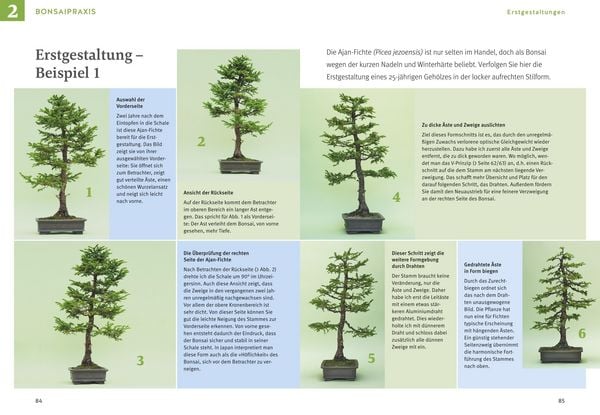 Produktbild: Bonsai ziehen, gestalten und pflegen