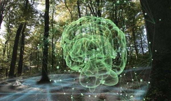 Produktbild: Intelligente B&auml;ume