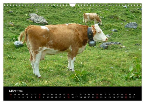 Produktbild: Die Welt der K&uuml;he (Wandkalender 2026 DIN A3 quer), CALVENDO Monatskalender