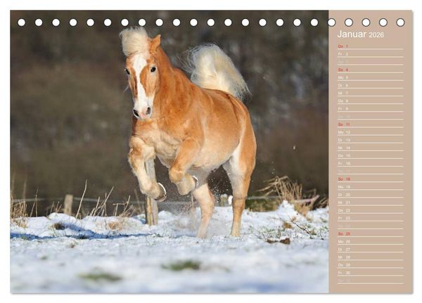 Produktbild: Haflinger / Geburtstagskalender (Tischkalender 2026 DIN A5 quer), CALVENDO Monatskalender