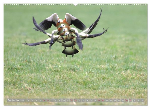 Produktbild: V&ouml;gel im Fluge (Wandkalender 2026 DIN A2 quer), CALVENDO Monatskalender