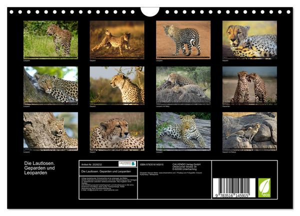 Produktbild: Die Lautlosen. Geparden und Leoparden (Wandkalender 2026 DIN A4 quer), CALVENDO Monatskalender