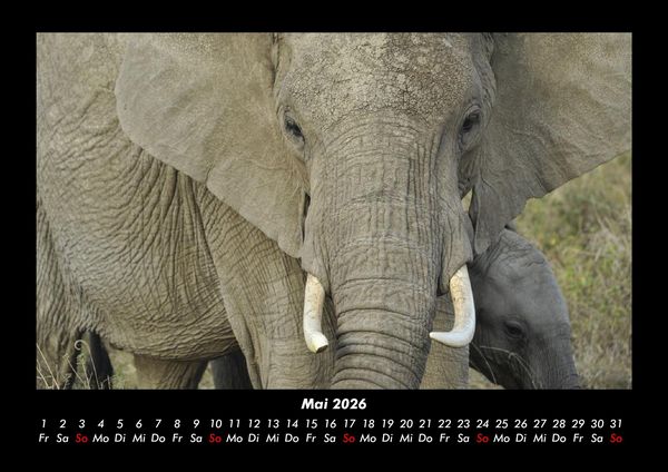 Produktbild: Der Tierkalender 2026 Fotokalender DIN A3