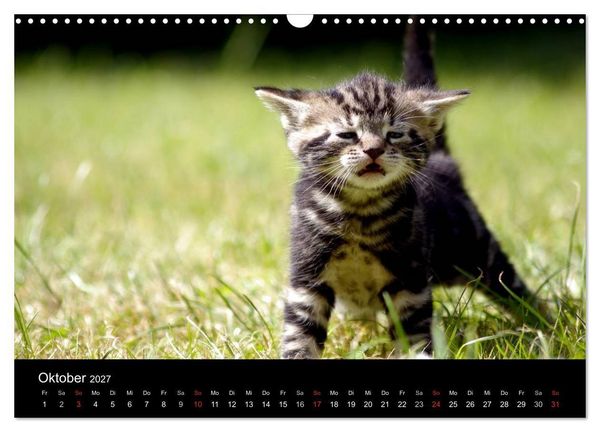 Produktbild: Katzen & Hunde (Wandkalender 2027 DIN A3 quer), CALVENDO Monatskalender