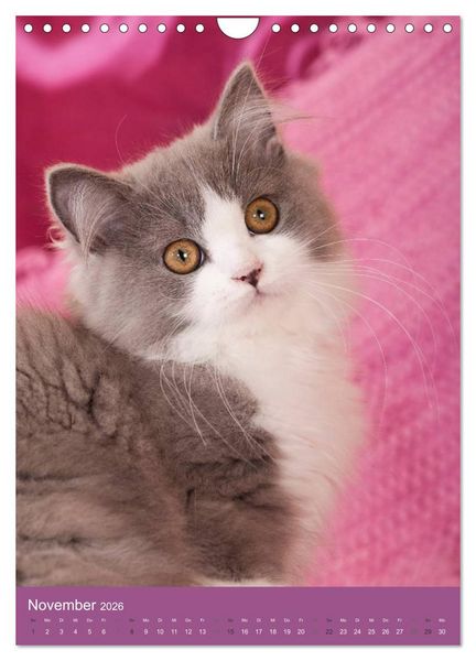 Produktbild: Britisch Langhaar Katzen (Wandkalender 2026 DIN A4 hoch), CALVENDO Monatskalender