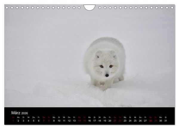 Produktbild: Polarfuchsstudien Wildlife (Wandkalender 2026 DIN A4 quer), CALVENDO Monatskalender