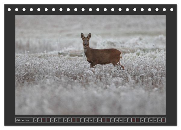 Produktbild: Winterzauber - Tiere in Eis und Schnee (Tischkalender 2026 DIN A5 quer), CALVENDO Monatskalender