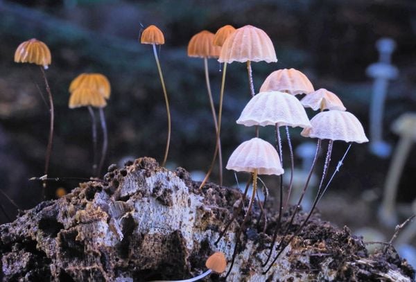Produktbild: FANTASTISCHE PILZE - Die magische Welt zu unseren F&uuml;&szlig;en