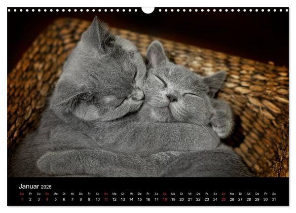 Produktbild: B&auml;rige Schmusetiger - Britisch Kurzhaar (Wandkalender 2026 DIN A3 quer), CALVENDO Monatskalender