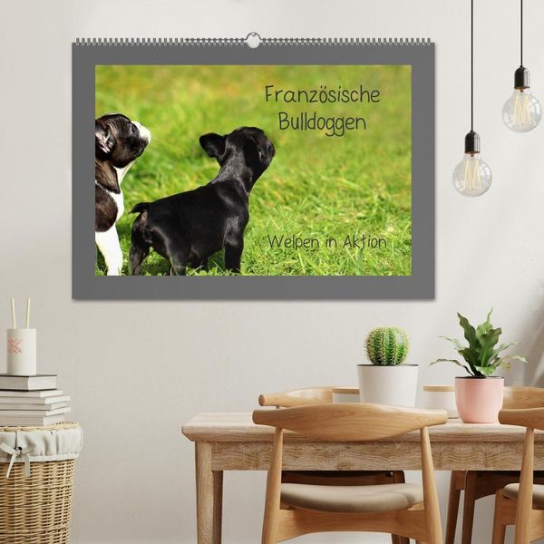 Produktbild: Franz&ouml;sische Bulldoggen (Wandkalender 2027 DIN A2 quer), CALVENDO Monatskalender