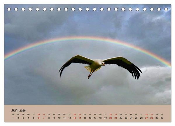 Produktbild: Der Storchenkalender (Tischkalender 2026 DIN A5 quer), CALVENDO Monatskalender