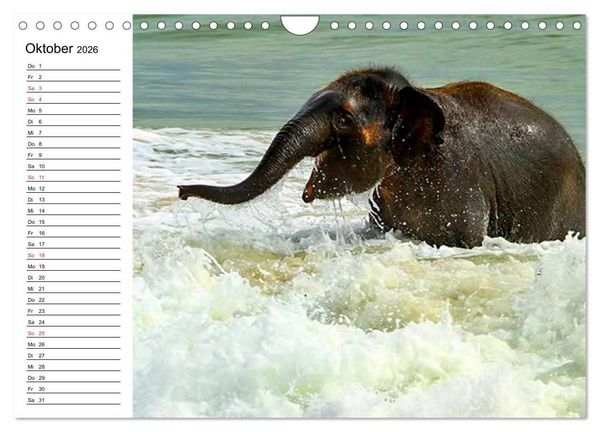 Produktbild: Elefanten - Wasserspa&szlig; am Strand (Wandkalender 2026 DIN A4 quer), CALVENDO Monatskalender