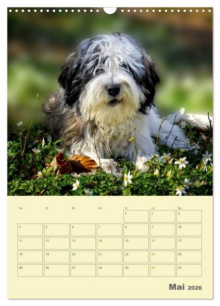 Produktbild: PON-Welpen - jeder Tag ein gro&szlig;es Abenteuer / Planer (Wandkalender 2026 DIN A3 hoch), CALVENDO Monatskalender
